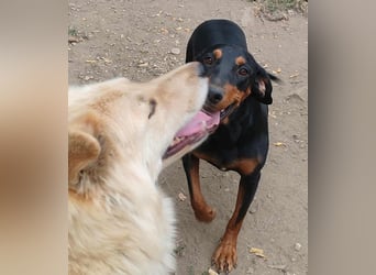 Tara - super freundliches Bracken Mix Mädchen