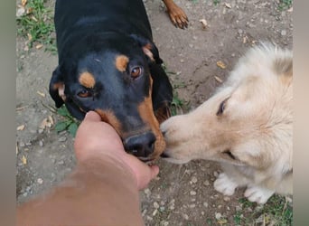 Tara - super freundliches Bracken Mix Mädchen