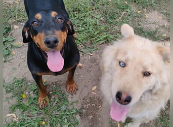 Tara - super freundliches Bracken Mix Mädchen