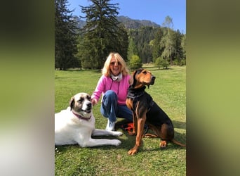 Brisa Jagdhündin sehr guter Charakter