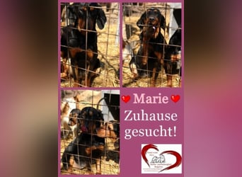 Marie, sucht Liebe und Geborgenheit