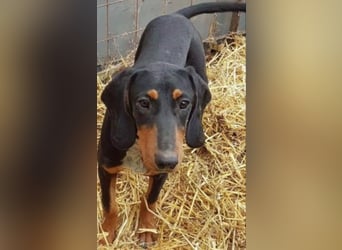 Bine, wer hat mich lieb ?