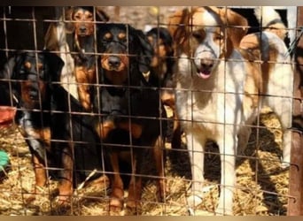 Bine, wer hat mich lieb ?