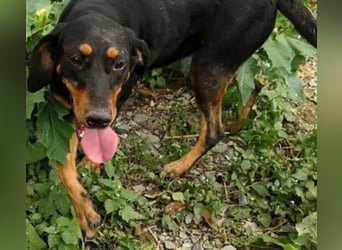 Bine, wer hat mich lieb ?