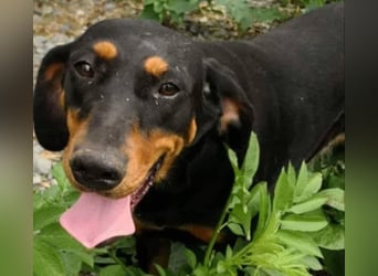 Bine, wer hat mich lieb ?