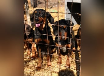 Marie, sucht Liebe und Geborgenheit