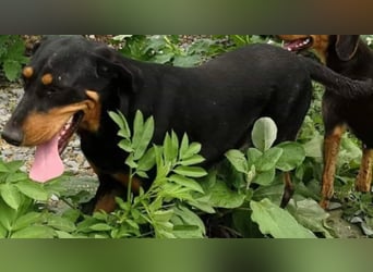 Bine, wer hat mich lieb ?