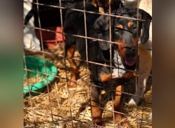 Bine, wer hat mich lieb ?