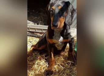 Bine, wer hat mich lieb ?