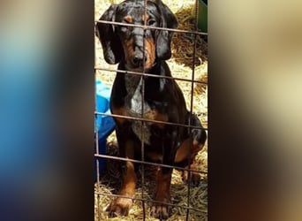 Bine, wer hat mich lieb ?