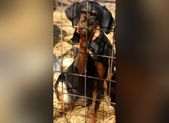 Bine, wer hat mich lieb ?