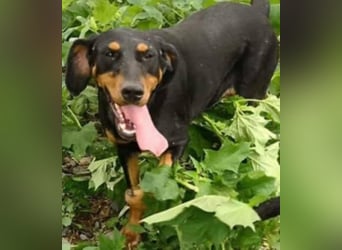 Bine, wer hat mich lieb ?