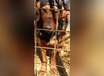 Hermine, wünscht sich eine liebe Familie