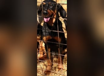 Bine, wer hat mich lieb ?