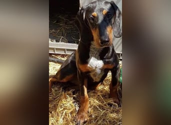 Bine, wer hat mich lieb ?