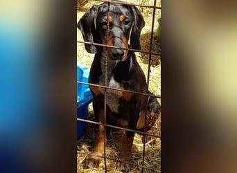 Bine, wer hat mich lieb ?