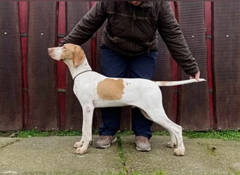 Braque d'Auvergne (Auvergne Vorstehhund) Welpe