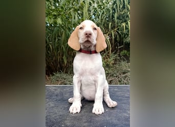 Braque d'Auvergne (Auvergne Vorstehhund) Welpe
