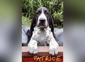 Braque d'Auvergne (Auvergne Vorstehhund) Welpe