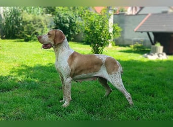 Braque d'Auvergne (Auvergne Vorstehhund) Welpe