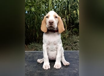 Braque d'Auvergne (Auvergne Vorstehhund) Welpe