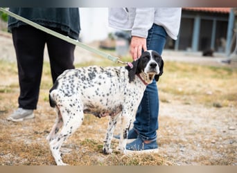 Janka - traurige See sucht liebevolles Zuhause