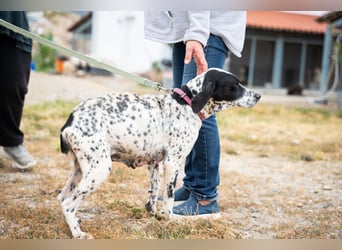 Janka - traurige See sucht liebevolles Zuhause