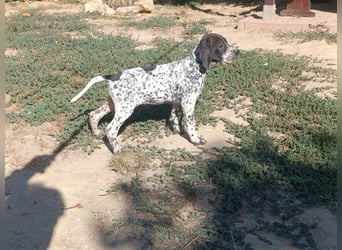 Braque d'Auvergne (Auvergne Vorstehhund) Welpe