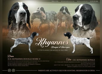 Braque d'Auvergne (Auvergne Vorstehhund) Welpe