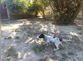 Braque d'Auvergne (Auvergne Vorstehhund) Welpe