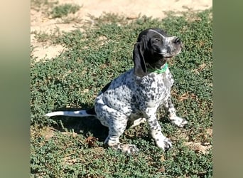 Braque d'Auvergne (Auvergne Vorstehhund) Welpe