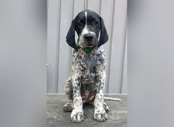 Braque d'Auvergne (Auvergne Vorstehhund) Welpe