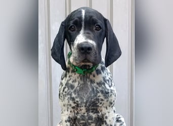 Braque d'Auvergne (Auvergne Vorstehhund) Welpe