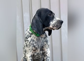 Braque d'Auvergne (Auvergne Vorstehhund) Welpe