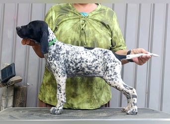 Braque d'Auvergne (Auvergne Vorstehhund) Welpe