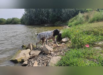 Braque d’Auvergne Welpen – FCI