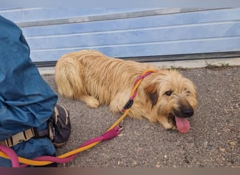 Nori, Briard-Gos d atura Mix Bube sucht ländliches Körbchen