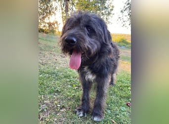Wundervoller Briard ähnlicher Jungrüde, ca. 1 Jahr, 50cm, kastriert