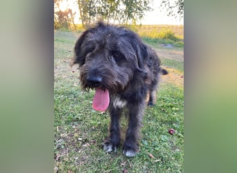 Wundervoller Briard ähnlicher Jungrüde, ca. 1 Jahr, 50cm, kastriert