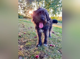 Wundervoller Briard ähnlicher Jungrüde, ca. 1 Jahr, 50cm, kastriert