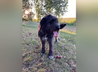 Wundervoller Briard ähnlicher Jungrüde, ca. 1 Jahr, 50cm, kastriert