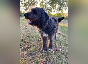 Wundervoller Briard ähnlicher Jungrüde, ca. 1 Jahr, 50cm, kastriert