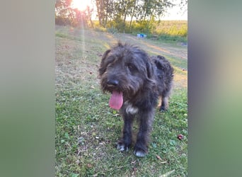 Wundervoller Briard ähnlicher Jungrüde, ca. 1 Jahr, 50cm, kastriert