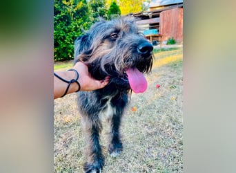 Wundervoller Briard ähnlicher Jungrüde, ca. 1 Jahr, 50cm, kastriert
