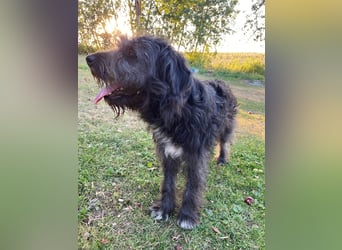 Wundervoller Briard ähnlicher Jungrüde, ca. 1 Jahr, 50cm, kastriert