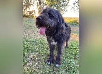 Wundervoller Briard ähnlicher Jungrüde, ca. 1 Jahr, 50cm, kastriert