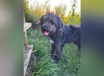 Wundervoller Briard ähnlicher Jungrüde, ca. 1 Jahr, 50cm, kastriert