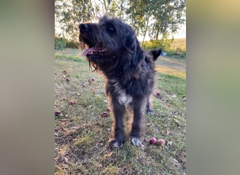 Wundervoller Briard ähnlicher Jungrüde, ca. 1 Jahr, 50cm, kastriert