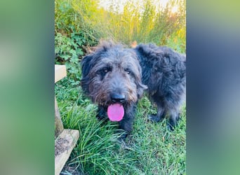 Wundervoller Briard ähnlicher Jungrüde, ca. 1 Jahr, 50cm, kastriert