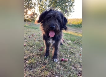 Wundervoller Briard ähnlicher Jungrüde, ca. 1 Jahr, 50cm, kastriert
